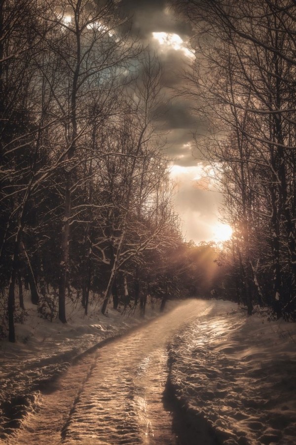 Winterwald: Sonnenuntergang