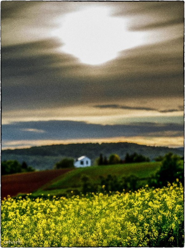 Rapsfeld vor Frühlingslandschaft