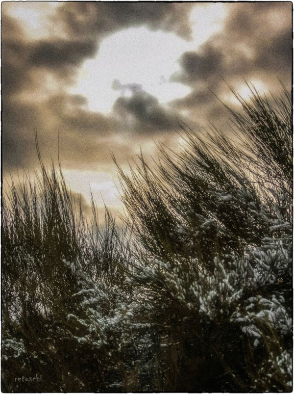 Ginster im Winter