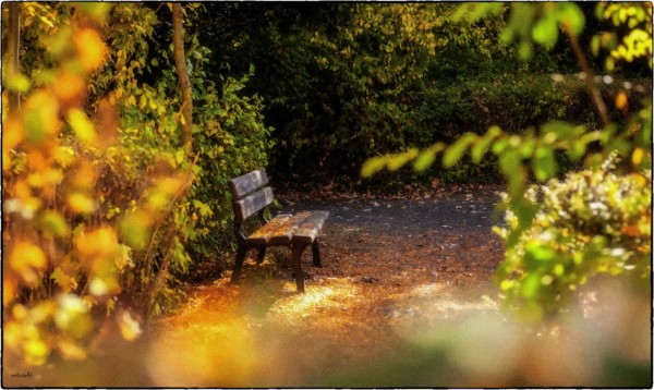 Parkbank im Herbst