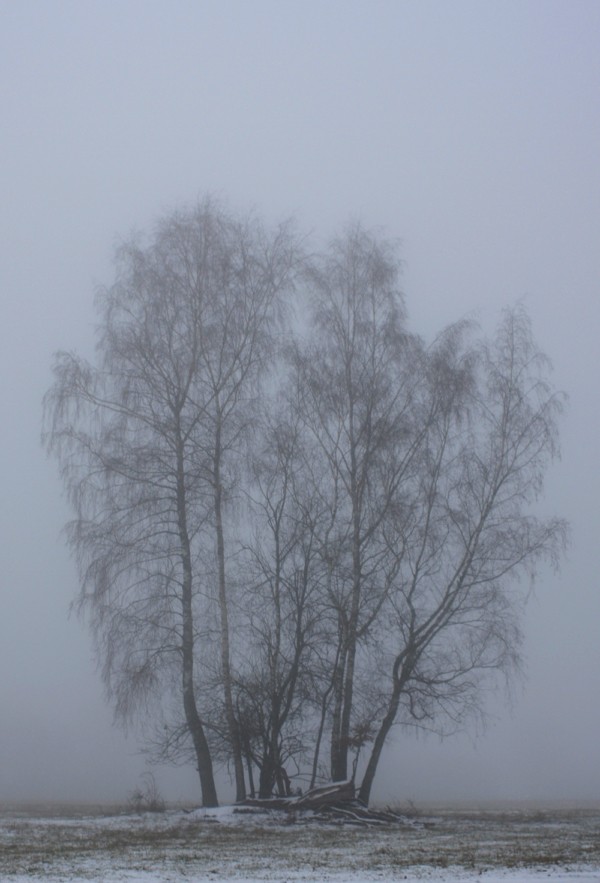 Baumgruppe im Nebel (Höheinöd, Nov. 2018)